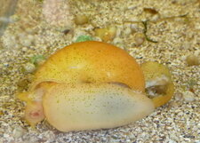 Ampullaire.Pomacea canaliculata