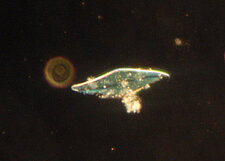 Pleurosigma
