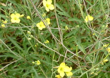 Roquette sauvage