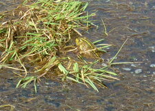 Grenouille verte
