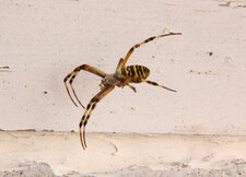 Argiope