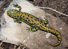 Triton marbré - Triturus marmoratus