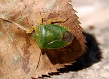 Punaise verte des bois (palomena prasina)