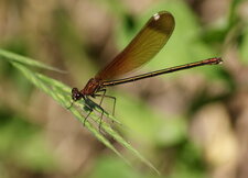 Calopterix hémorroïdal - femelle