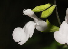 Sauge grahamii - bicolore