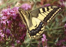 Machaon