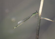 Agrion élégant - mâle, immature