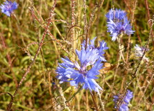 Bleuets