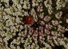 Fleur de carotte sauvage et coccinelle à 7 points