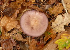  Champignon non identifié : russule ?