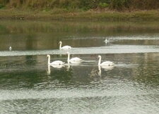 Cygnes