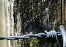 Mouche à damier