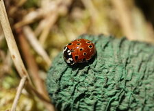 Anatis ocellata