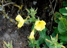Onagre bisannuelle