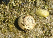 Gibbula magus