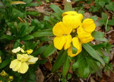 Giroflee jaune