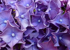 Un autre hortensia