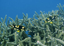 Gaterins juvéniles (Plectorhinchus sp.)