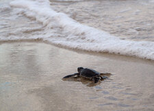 Tortue verte émergente (Chelonia mydas)