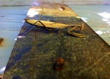 Mante religieuse, Mantis religiosa