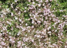 Saxifraga brunonis