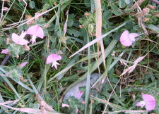 Bugrane rampante