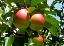 Pommier sauvage