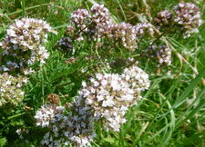 Origan vulgaire