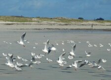 Mouettes rieuses