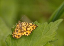 Panthère femelle - Pseudopanthera maculata