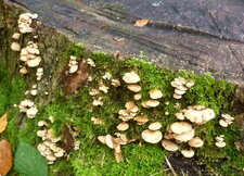 Champignons de souche