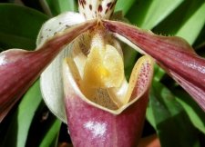 Orchidée "Sabot de Vénus"