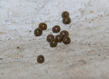 Œufs de lasiocampa quercus