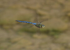 Anax imperator - mâle