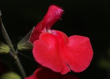 Sauge grahamii "red velvet"