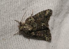 Noctuelle Cryphiine