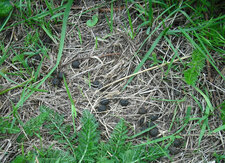 Lapin de garenne