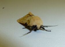 Ecaille-lièvre Spilosoma lutea. noctuelle.