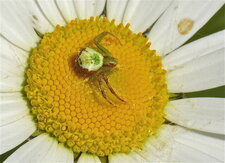 Misumenops tricuspidatus (4)