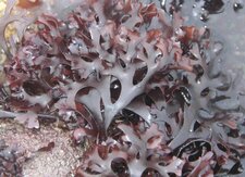 Pioca - Chondrus crispus