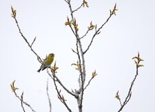 Serin cini