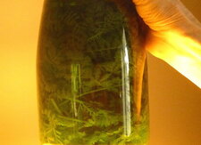 Absinthe 