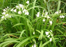 Ail trinquètre