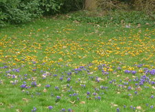 Crocus 
