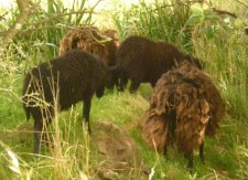 Moutons des landes bretonnes