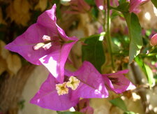 Bougainvillée
