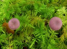 Champignons "boutons de bottine"