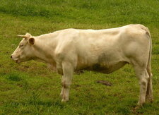 Vache charolaise bretonne