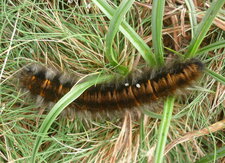 Chenille du Bombyx de la ronce