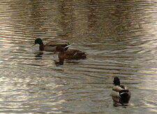 Canards colverts : ménage à trois